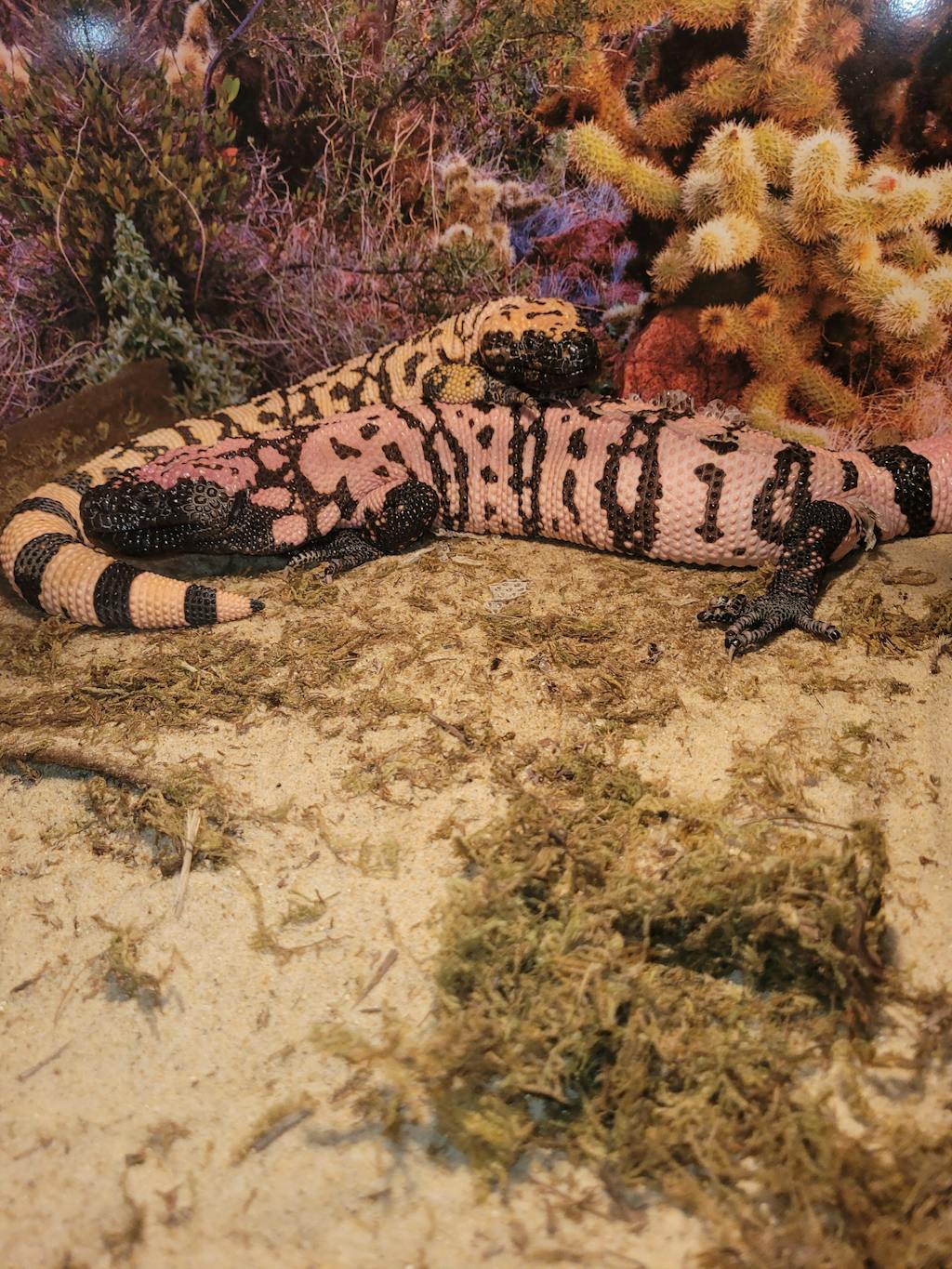 Arizona- Organ Pipe Cactus National Monument | Reptile Enclosure Backgrounds