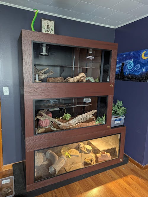 Royal Lounge | 4x2x2' Ball Python Enclosure Setup | Luxury Ball Python Cage
