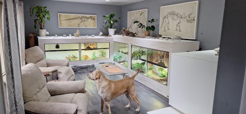 4'x2'x2' | Premium HDPE & PVC Reptile Enclosure | 4 Foot Luxury Reptile Cage