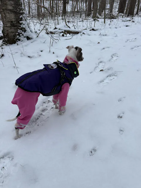 The Otto 3 Season Heated Dog Vest
