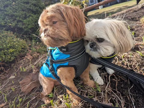 The Otto 3 Season Heated Dog Vest