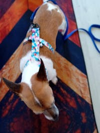 Tailored Harness - Standard Fabrics