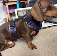 Tailored Harness - Standard Fabrics