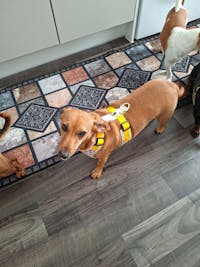 SPECIAL EDITION | Hippy Hounds - Traditional Lead