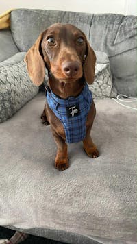 Tailored Harness - Standard Fabrics
