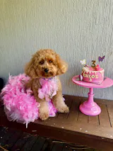 Pay for my Custom Order