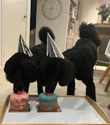 Birthday Pupcake