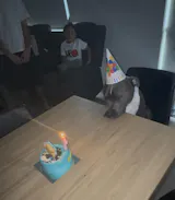 Pawtrait Cake