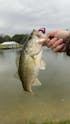 Topwater Co Speed Clips (15-45-70-120lbs)