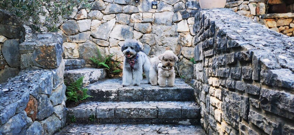 Anti-Juckreiz-Set Z+