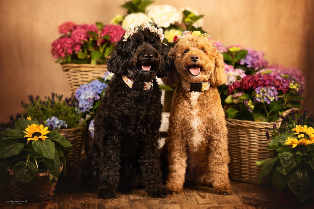 Premium Wet Wipes (15 St.)