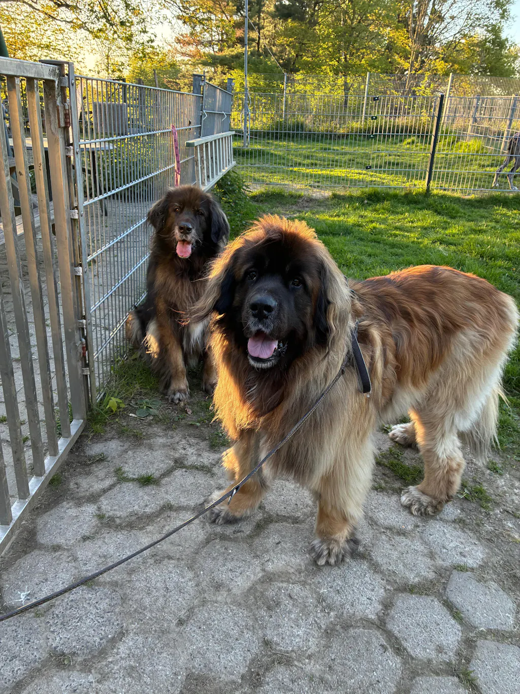 Pet-Gen Zeolith