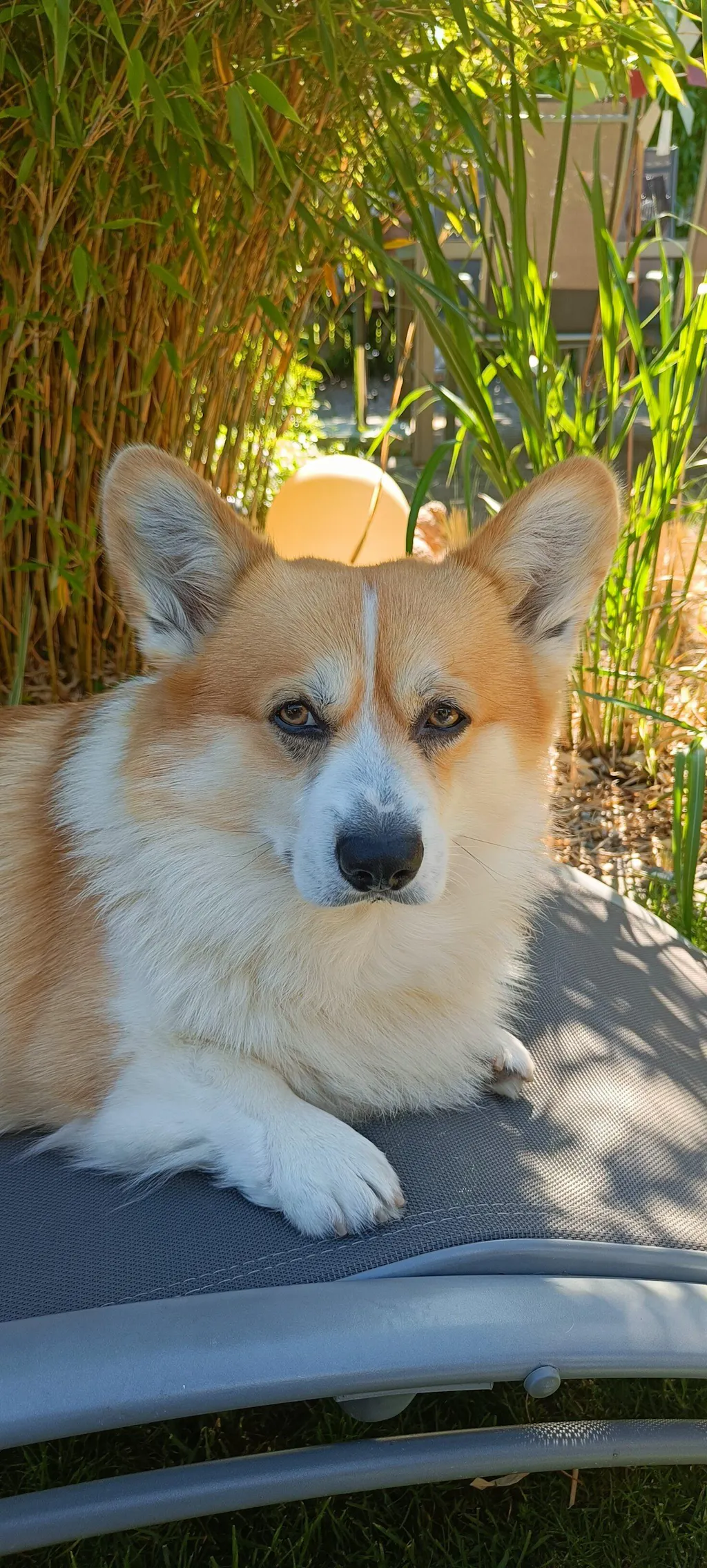 Fellspray
