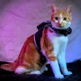 Travel Cat Stray Harness and Leash Set - Adjustable Velcro Mesh Cat Harness and Strong Nylon Leash Kit - Comfort Escape Proof Harness for Cats