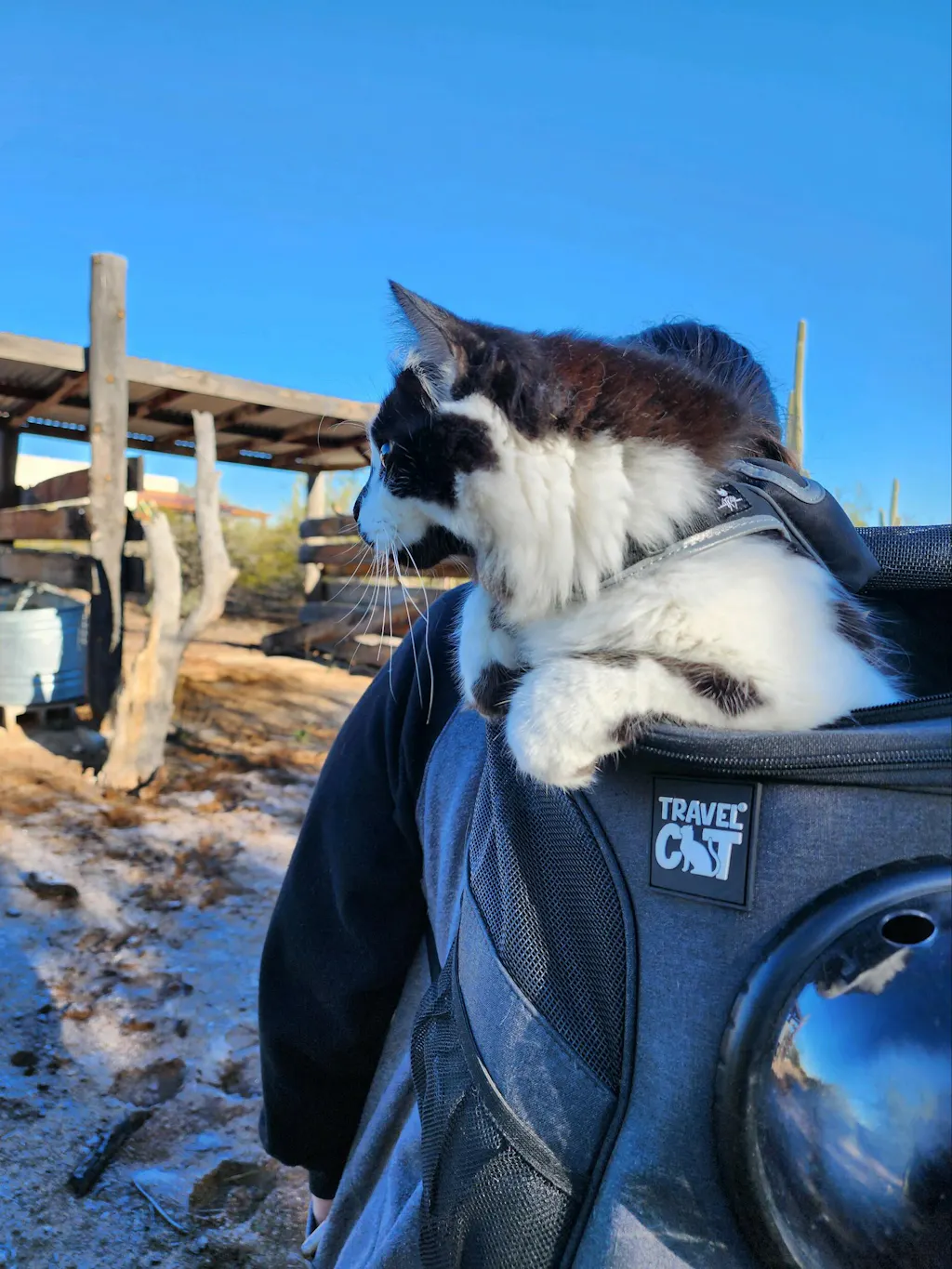 Stray x Travel Cat Harness & Leash Set Limited Edition