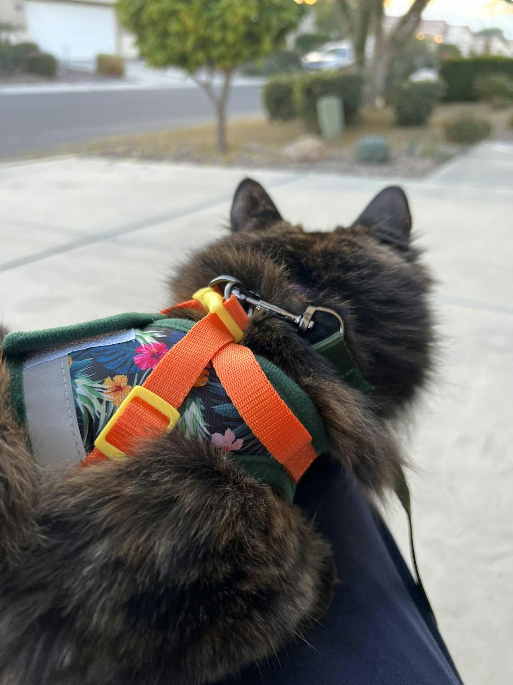 "The Cheeky Cheetah" Limited Edition Cheetah Print Cat Harness Travel