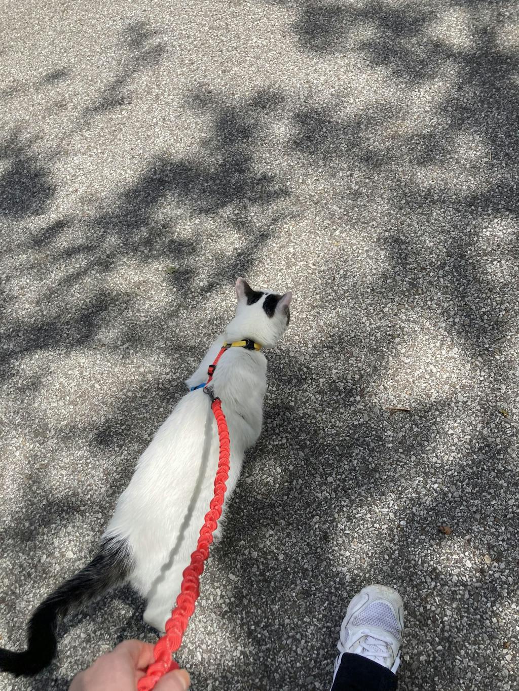 "The Day Tripper" Adjustable HStyle Cat Harness & Bungee Leash