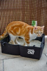 The PortaPawty Travel Litter Box – Rover Store