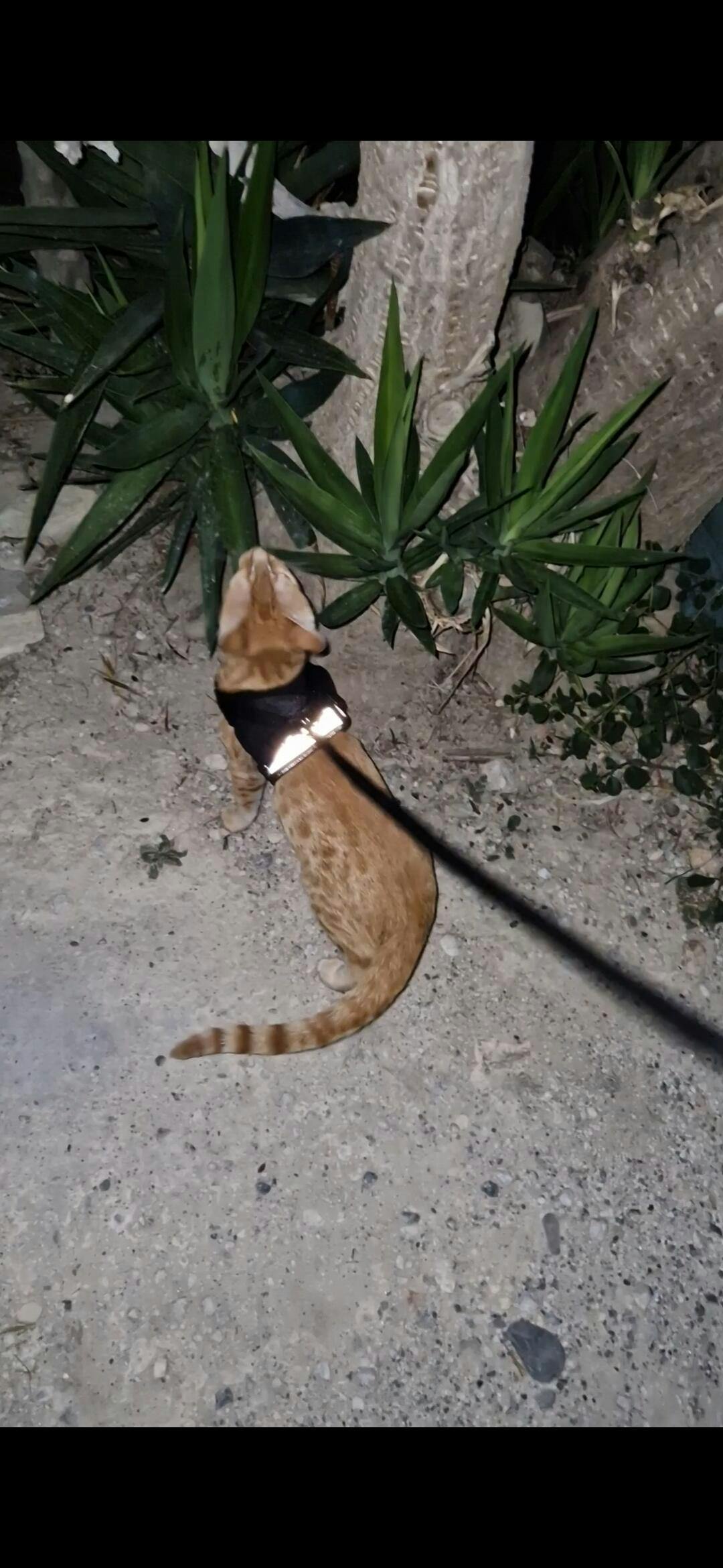 "The Cheeky Cheetah" Limited Edition Cheetah Print Cat Harness Travel