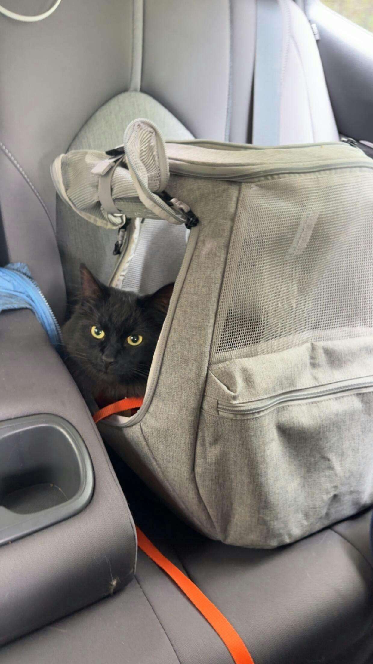 "The '90s Cat" LimitedEdition Harness & Leash Set Travel Cat Your