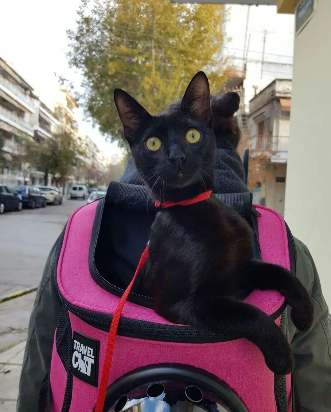 Stray x Travel Cat Backpack LimitedEdition Travel Cat Your Cat