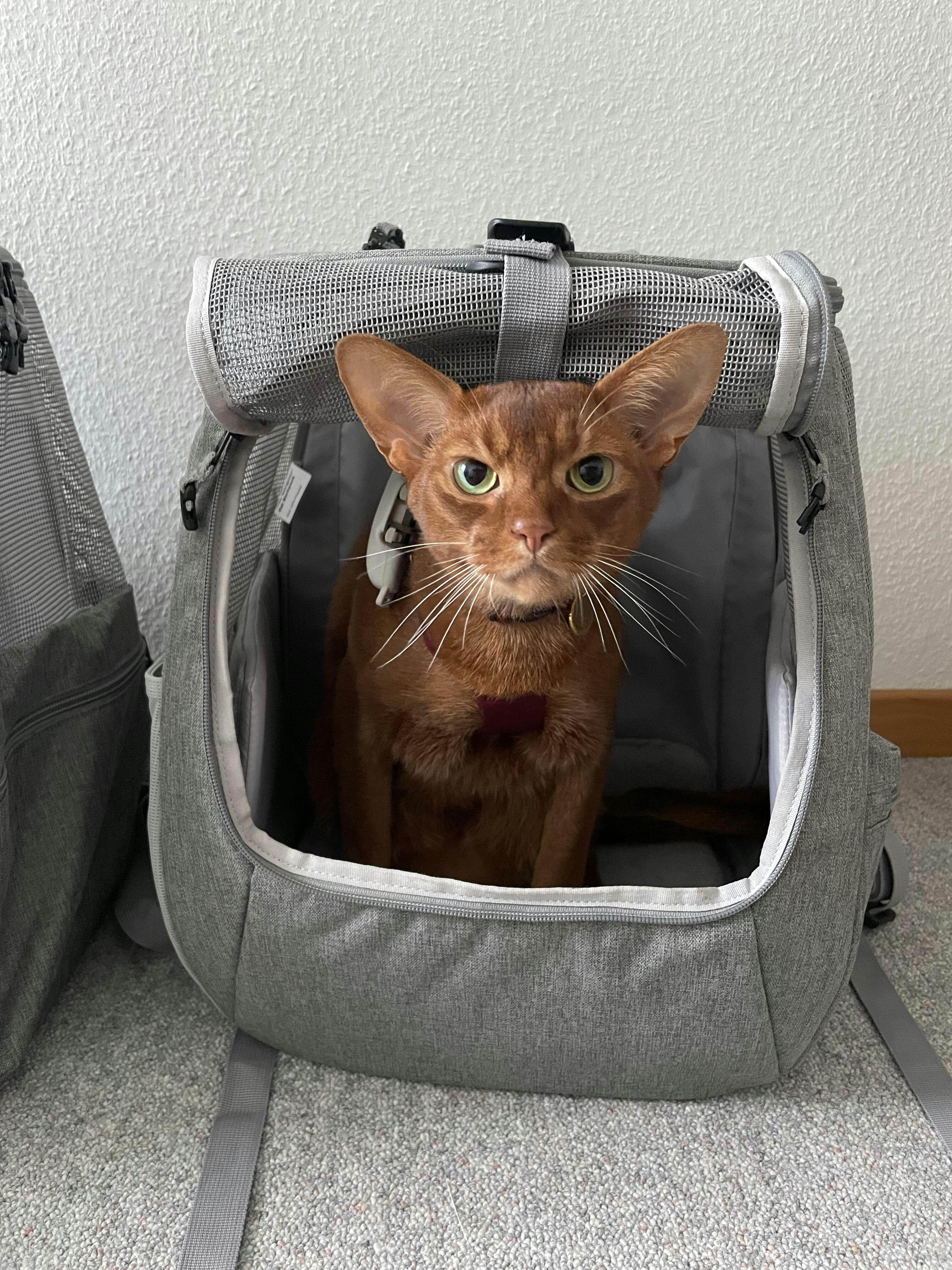 "The Navigator" Convertible Cat Backpack For Adventurous Cats and Hu