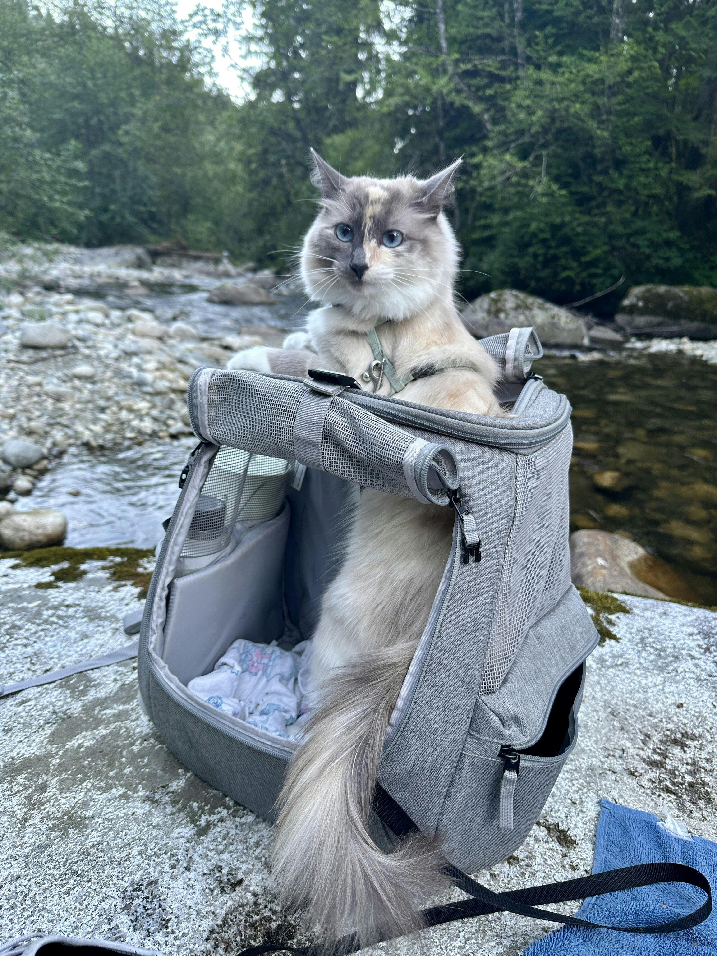 "The Navigator" Convertible Cat Backpack For Adventurous Cats and Hu