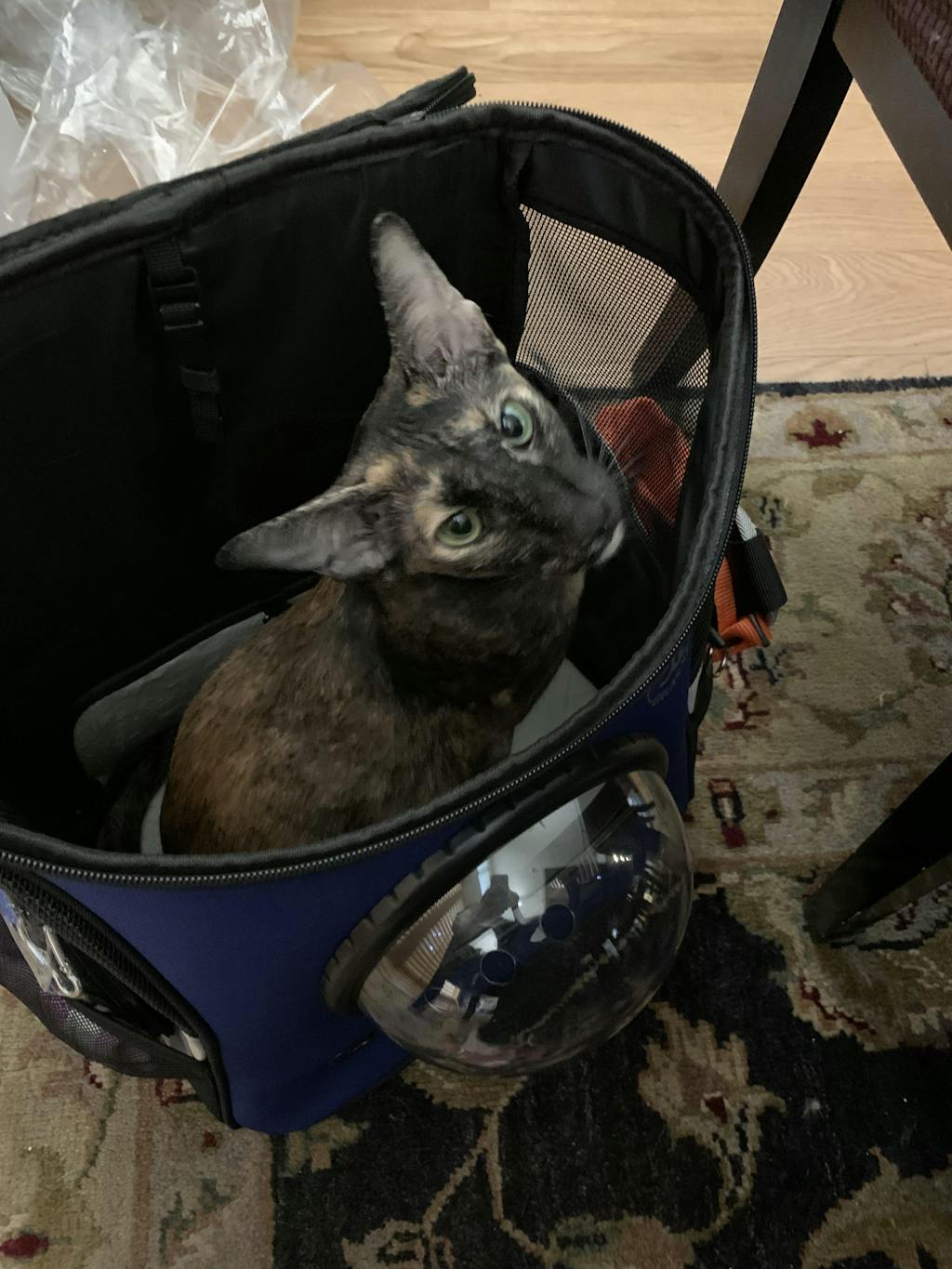 The Jackson Galaxy Essential Bundle Cat Backpack, Harness, Leash, and