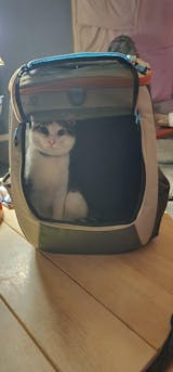 TRAVELCAT Cat Travel Pet Backpack Convertible Panoramic Window for