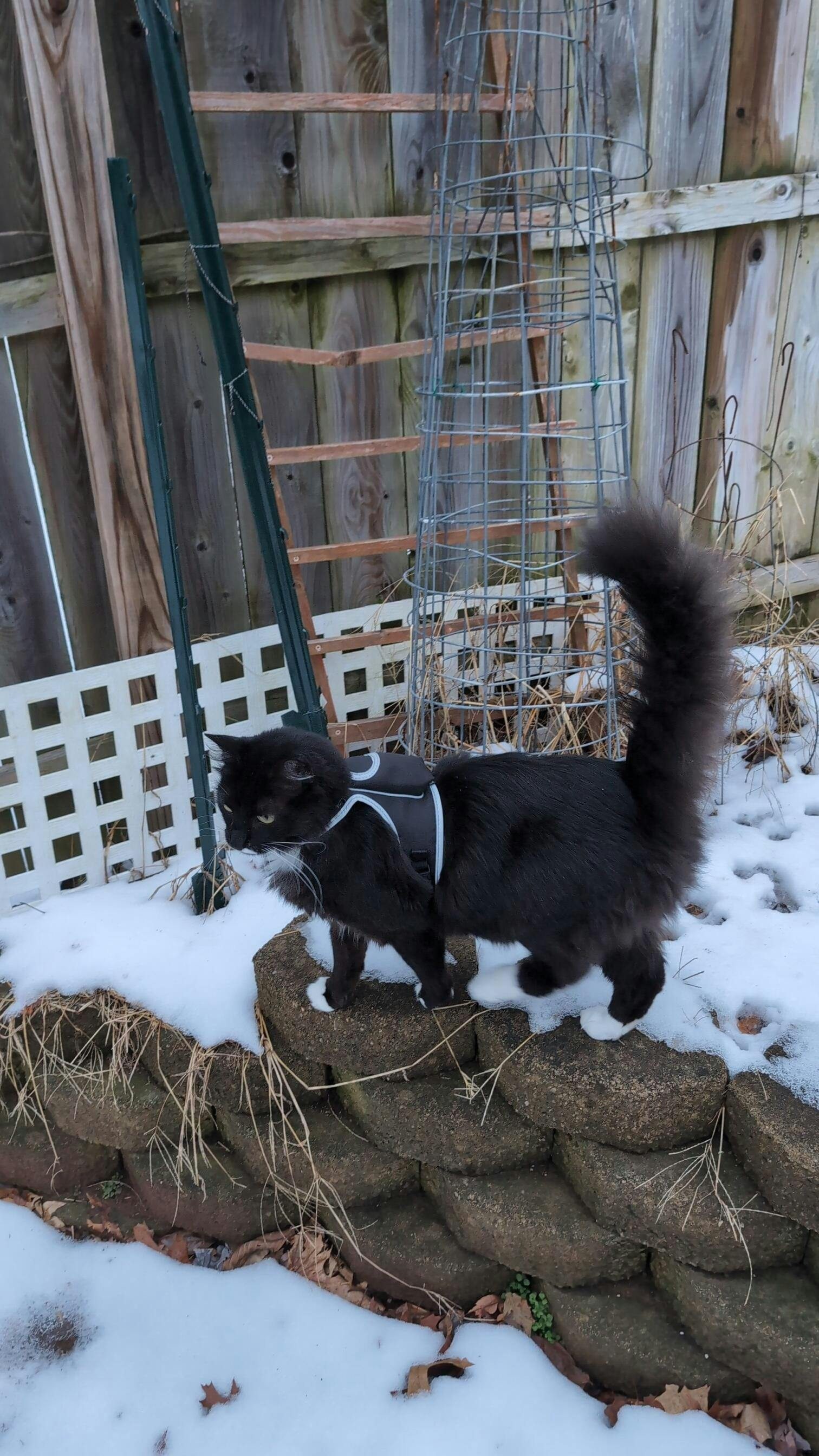 Stray x Travel Cat Harness & Leash Set - Limited Edition