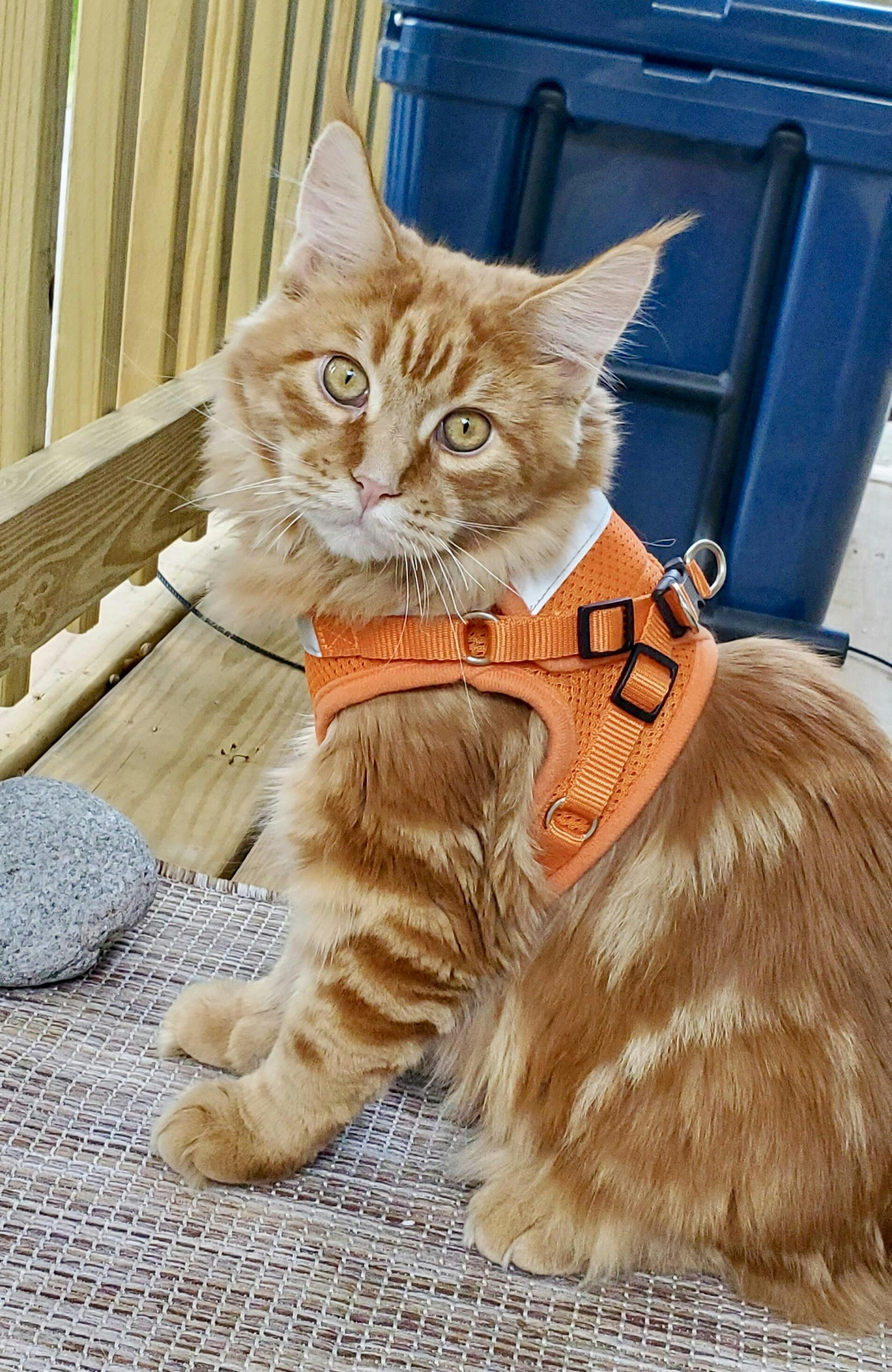 "The Cheeky Cheetah" Limited Edition Cheetah Print Cat Harness