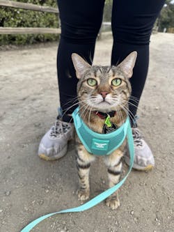 The Jackson Galaxy x Travel Cat Harness & Leash Set