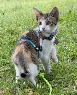 "The Day Tripper" Perfect Adjustable H-Style Cat Harness & Bungee Leash Set - Watercolor