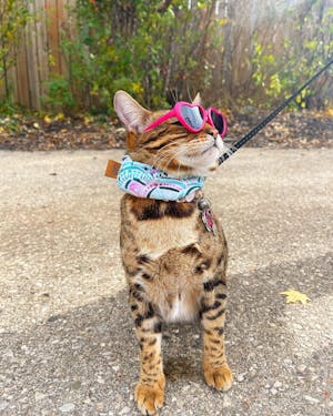 Mermaid Medallion Scarf