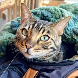 "Birch" Knit Blanket