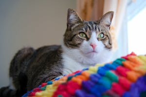 "Rainbow" Knit Blanket