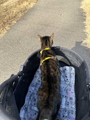 "Kitty Paradise" Lush Fleece/Sherpa