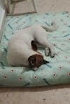 Cat & Dogs Cooling Mats