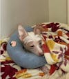 Elscop Cutated Dogs & Cats Calming Pillow
