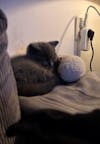 Elscop Cutated Dogs & Cats Calming Pillow