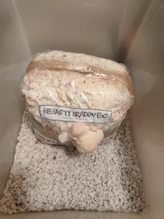 Review picture