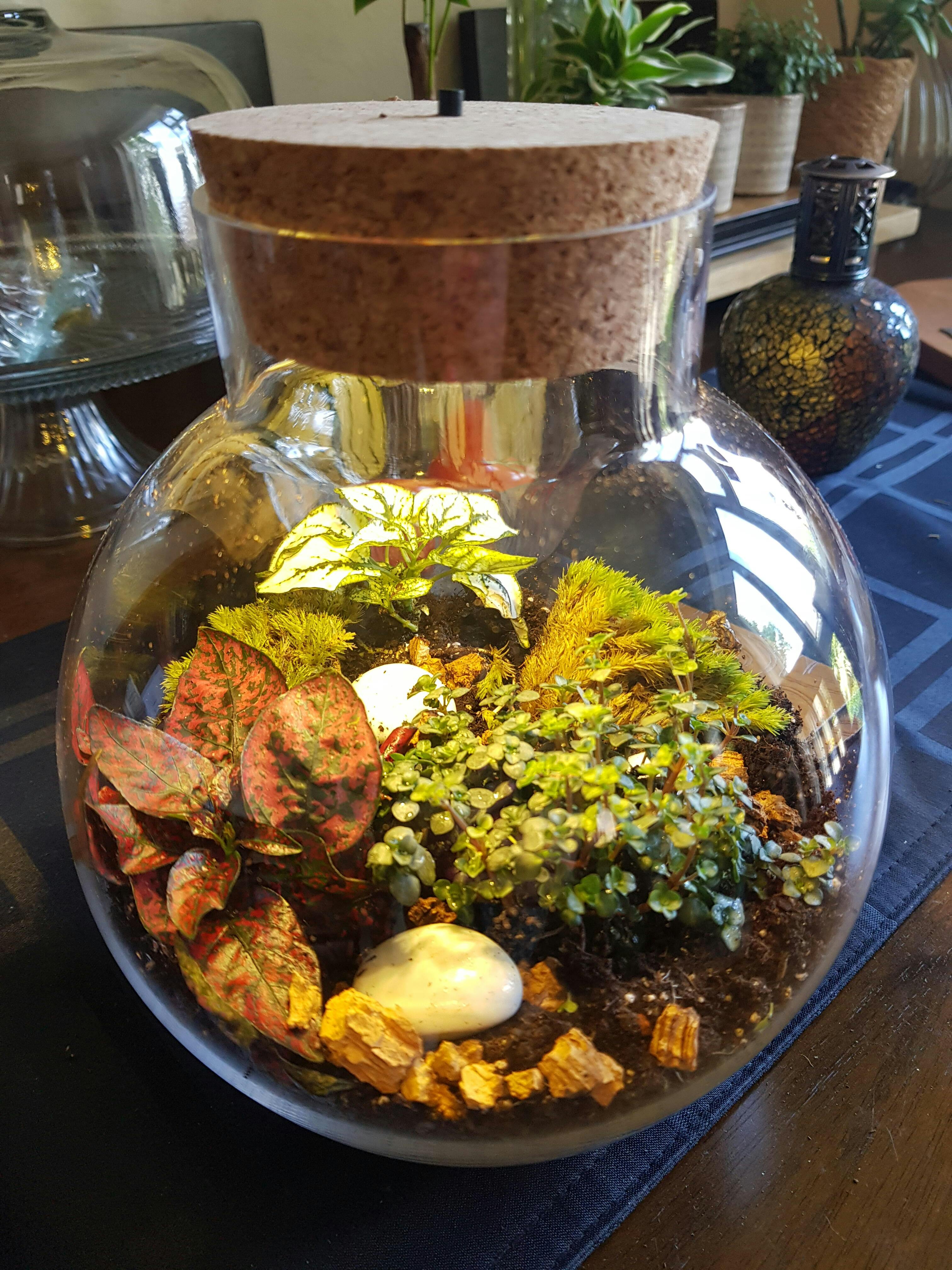 Terrarium Cork Lid with LED light Various sizes Tropical Glass