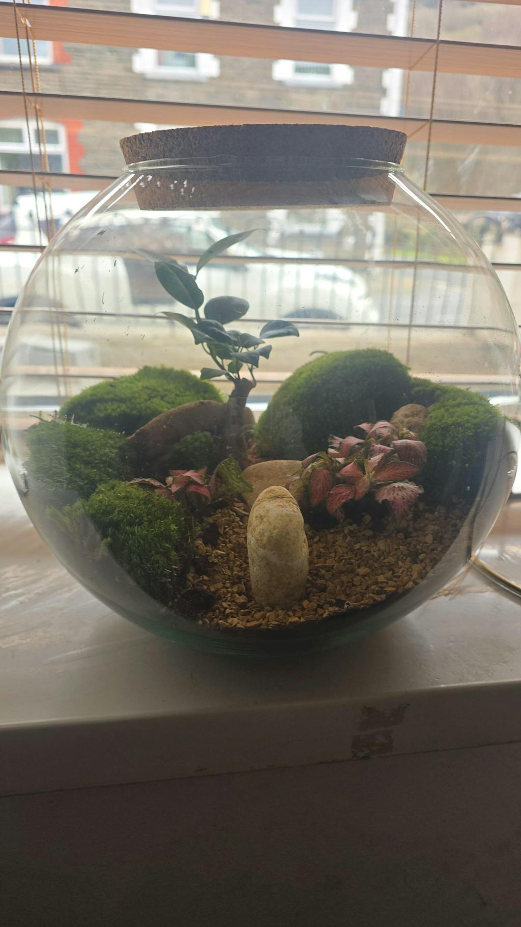 DIY Terrarium Kit with Bonsai H: 23 cm | 'Grand Canyon'