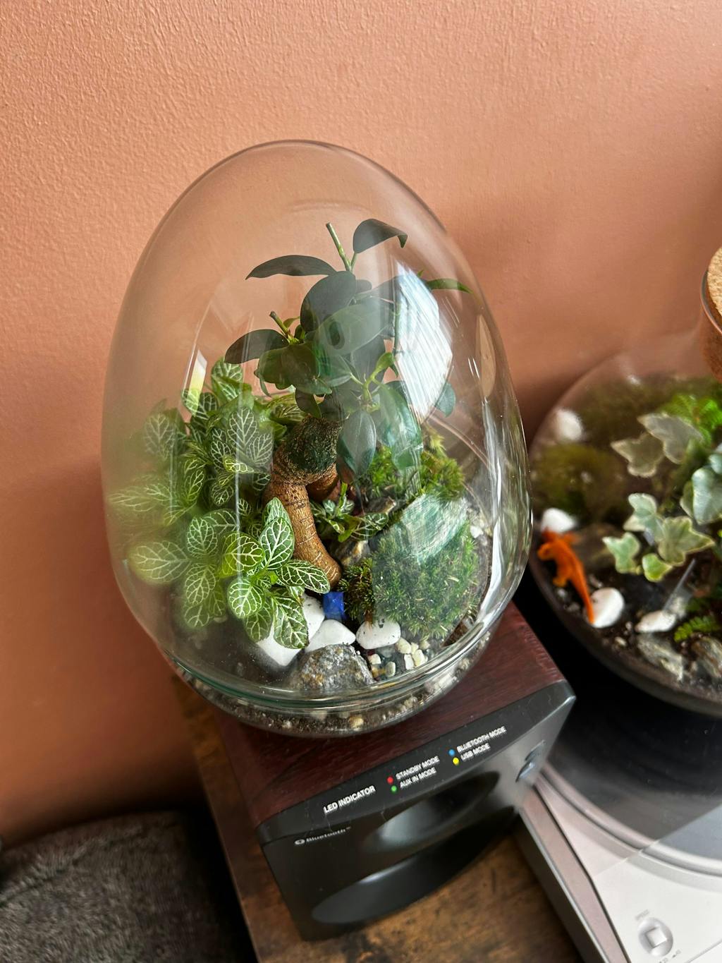 DIY Terrarium Kit with Bonsai and Fittonia H: 21 cm | 'Sapporo'