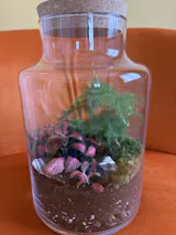 Basic Terrarium Starter Kit - Various sizes
