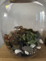 Small DIY Terrarium Starter Kit with Optional 2 Plants and Moss | Suitable for Jar with a base diameter from 12cm to 16 cm.