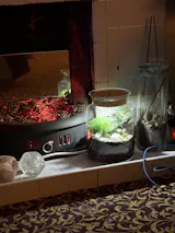 Closed DIY Terrarium Kit with 25 cm Container and Plants | 'Mallorca'