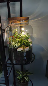 Set of 2-5 Terrarium Plants with Optional Moss | ‘Katie’s Selection’