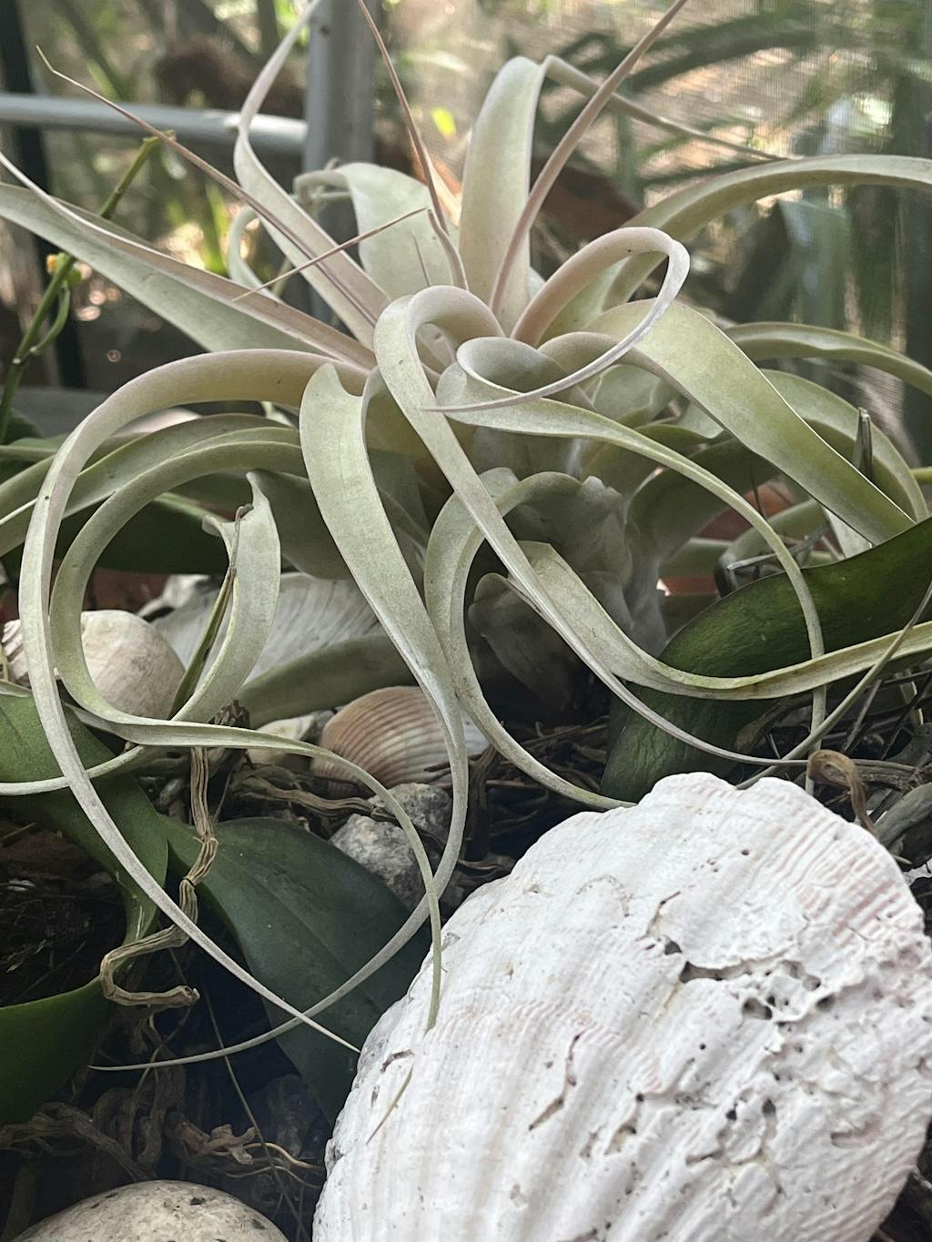 Tillandsia xerographica Tropiflora