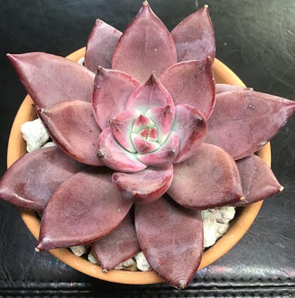 ジャケット・アウター echeveria Leather Switiching WorkJKT OVY Leather Switiching Work JKT – echeveria official store